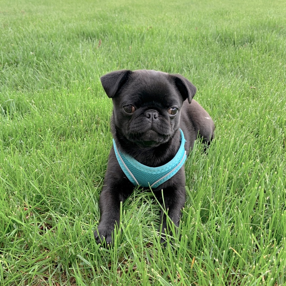 Meet your Posher, Poppy’s Mom